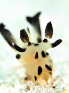 Low depth of field on this nudibranch. Komodo, Indonesia by Stephen Holinski 